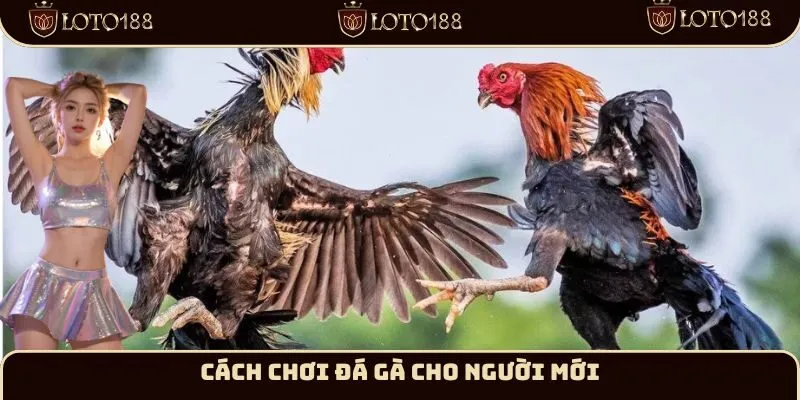 Cách chơi đá gà Loto188 cho người mới