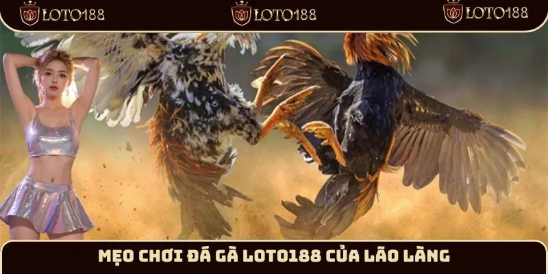 Mẹo chơi đá gà Loto188 của lão làng