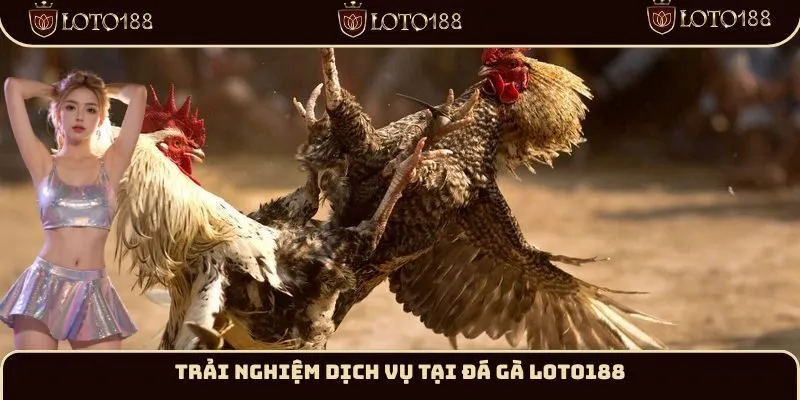 Trải nghiệm dịch vụ tại đá gà Loto188
