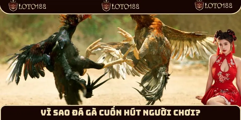 Vì sao đá gà cuốn hút người chơi?